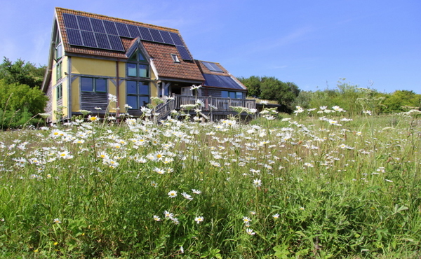 Carymoor Environmental Trust near Castle Cary, Somerset with daisies in the foreground