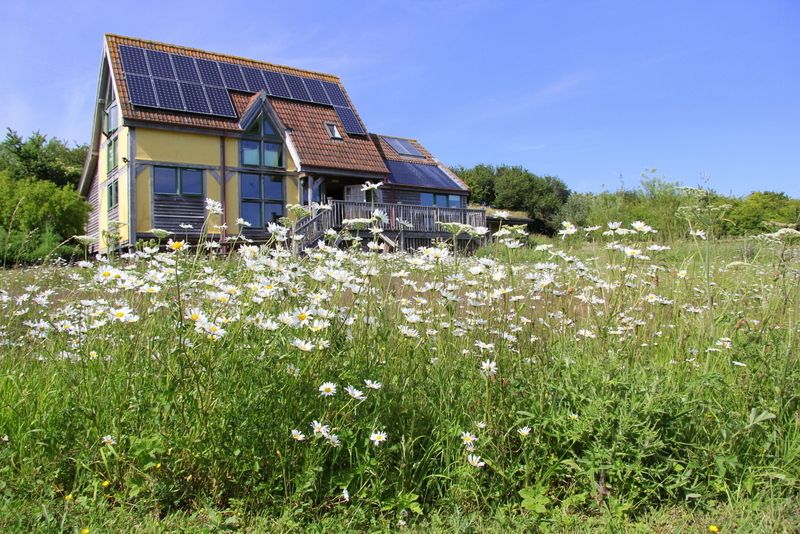 Carymoor Environmental Trust with daisies in the foreground